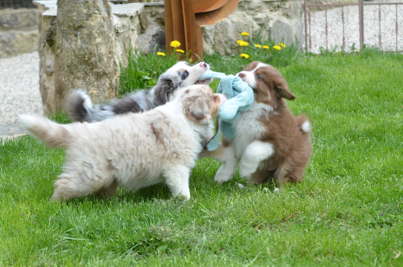 Opal Aussie - Berger Australien - Portée née le 21/03/2026