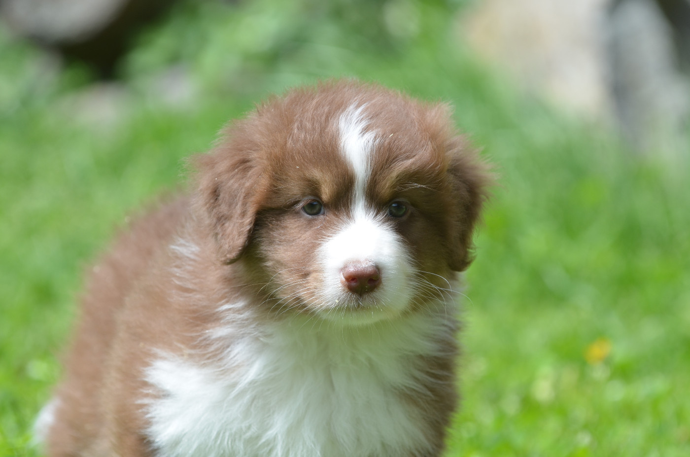 Opal Aussie - Chiots disponibles - Berger Australien