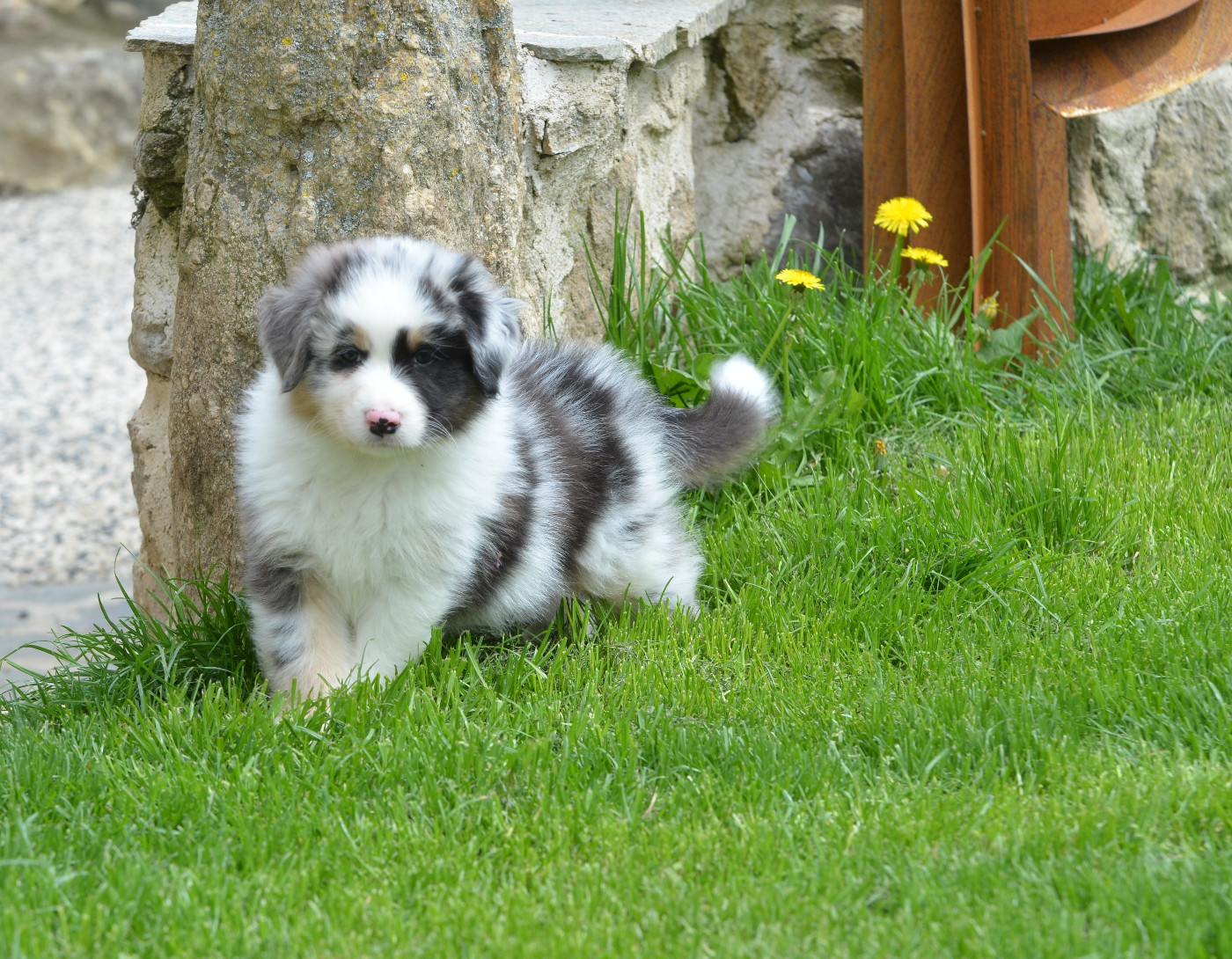 Opal Aussie - Chiots disponibles - Berger Australien