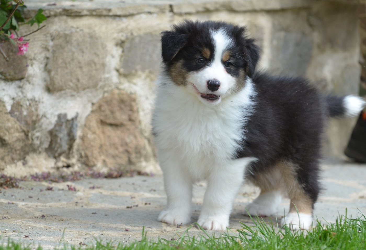 Opal Aussie - Chiots disponibles - Berger Australien