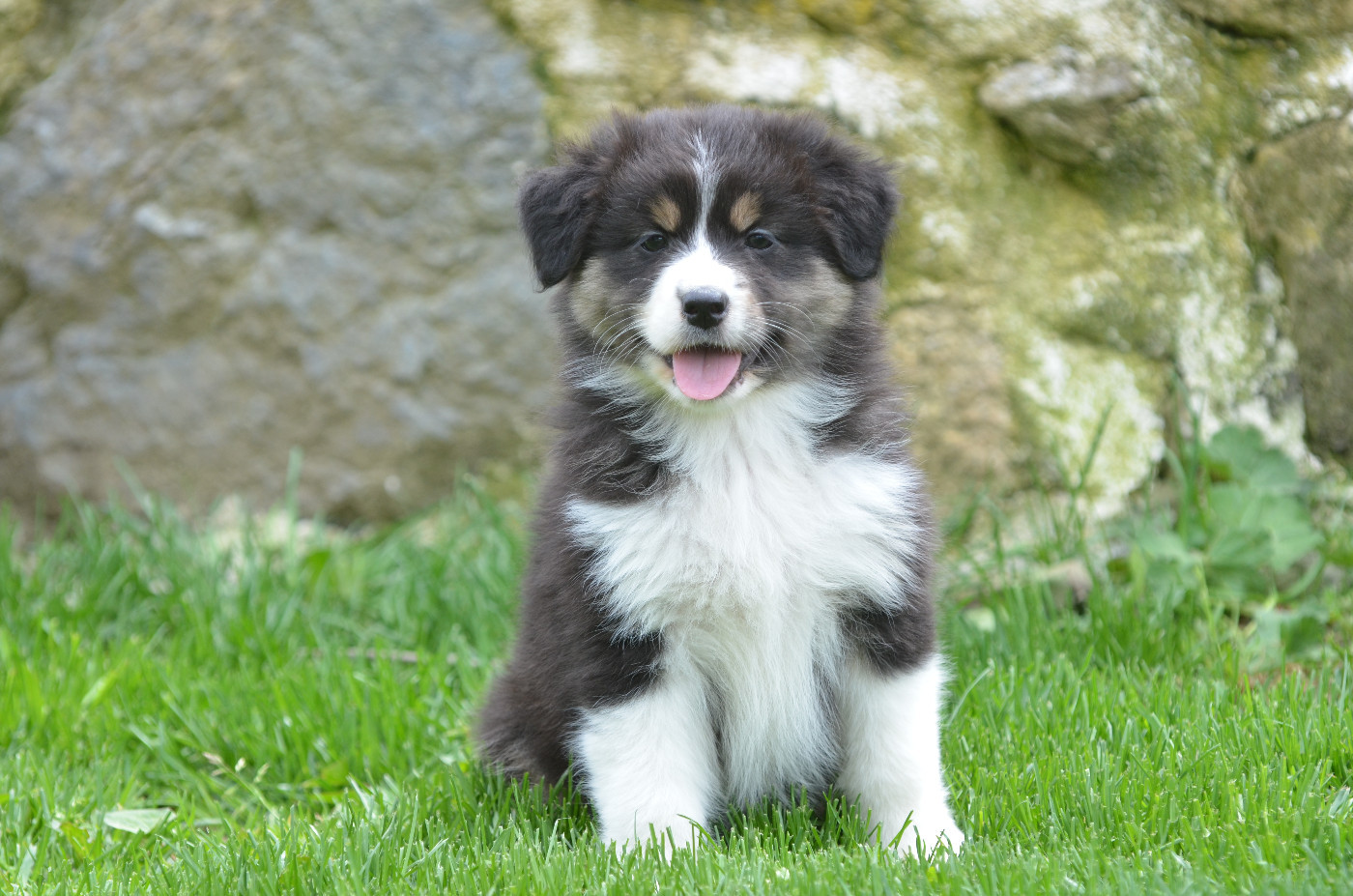 Opal Aussie - Chiots disponibles - Berger Australien