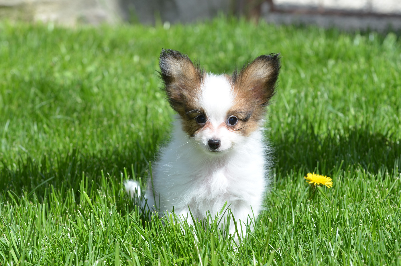 Opal Aussie - Chiots disponibles - Epagneul nain Continental (Papillon)