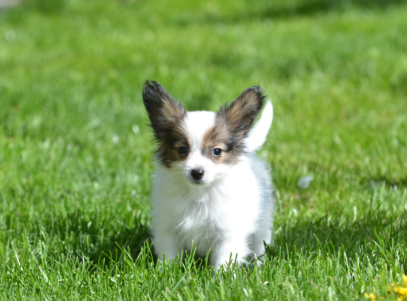 Opal Aussie - Chiots disponibles - Epagneul nain Continental (Papillon)