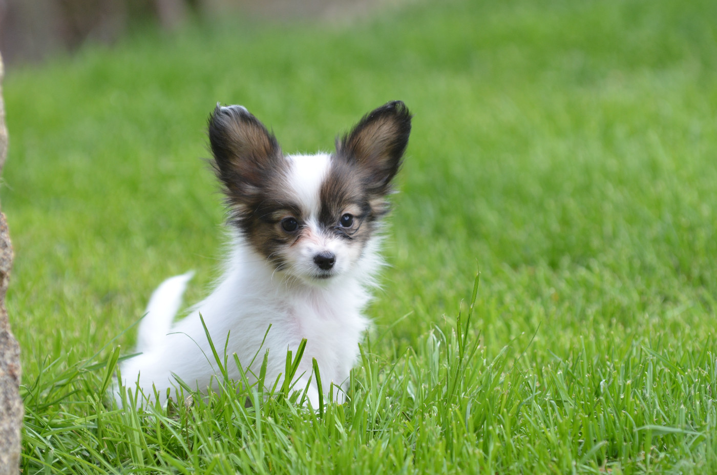 Opal Aussie - Chiots disponibles - Epagneul nain Continental (Papillon)
