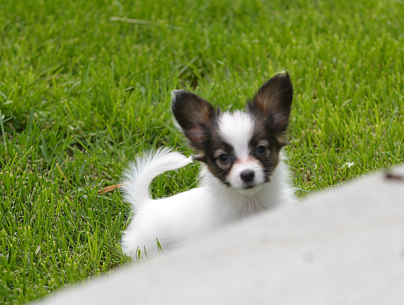 Opal Aussie - Chiots disponibles - Epagneul nain Continental (Papillon)