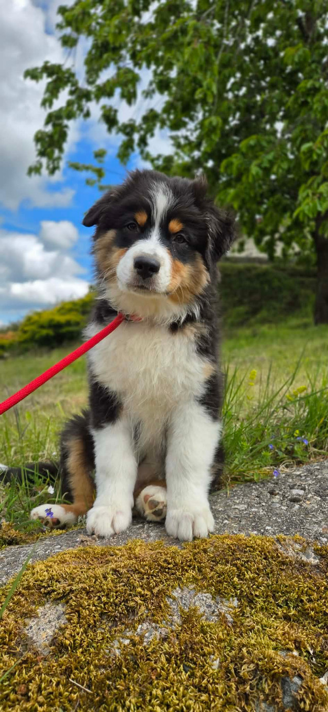 Opal Aussie - Chiots disponibles - Berger Australien