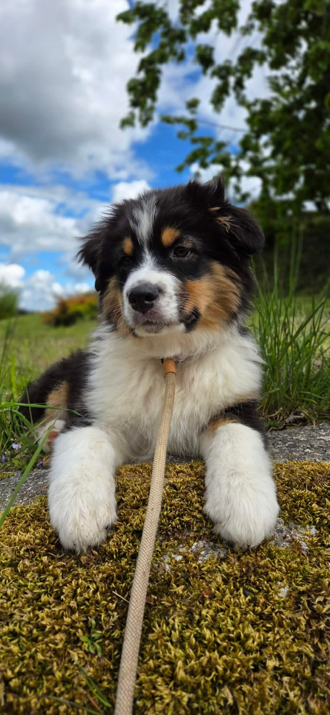 Opal Aussie - Chiots disponibles - Berger Australien