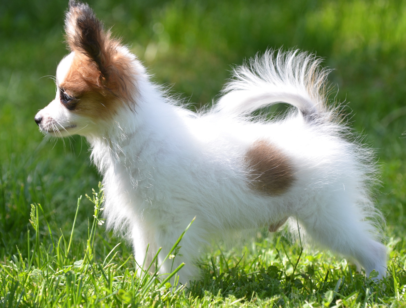 Opal Aussie - Chiots disponibles - Epagneul nain Continental (Papillon)