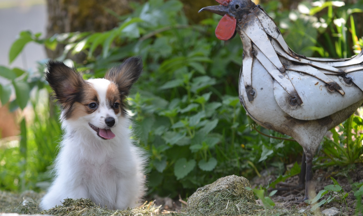 Opal Aussie - Chiots disponibles - Epagneul nain Continental (Papillon)