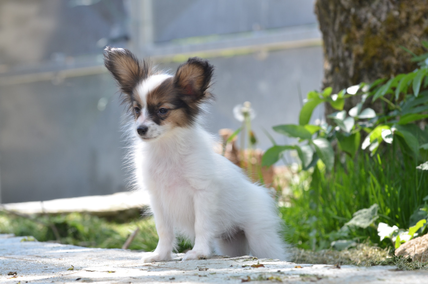Opal Aussie - Chiots disponibles - Epagneul nain Continental (Papillon)