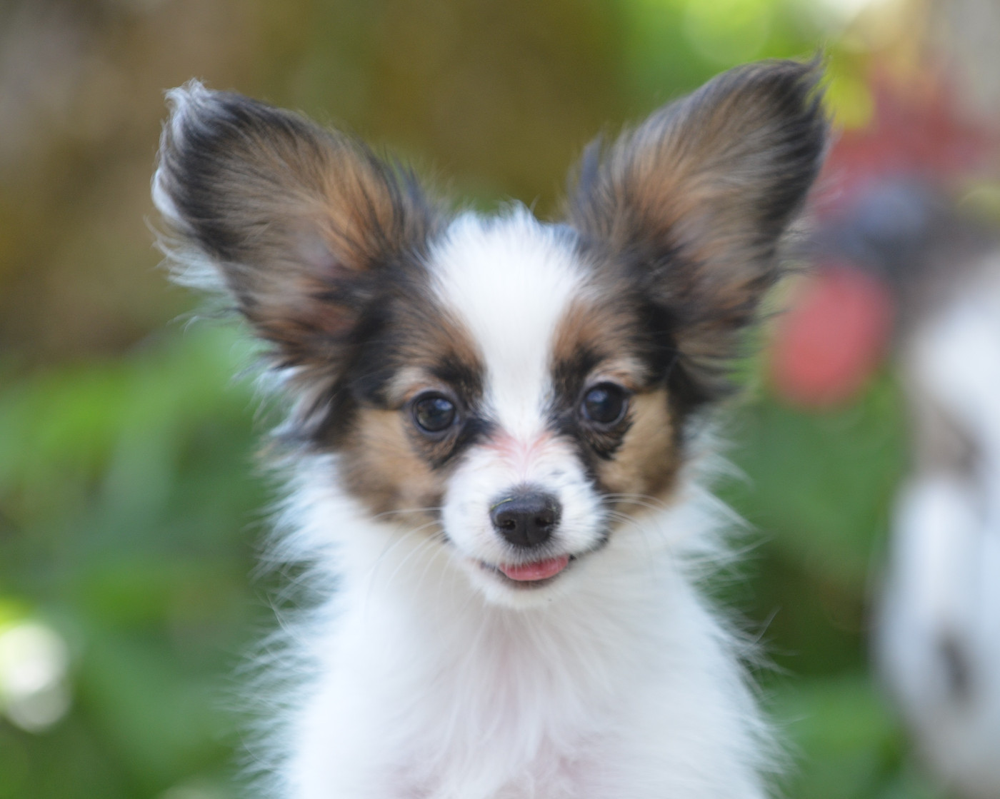 Opal Aussie - Chiots disponibles - Epagneul nain Continental (Papillon)