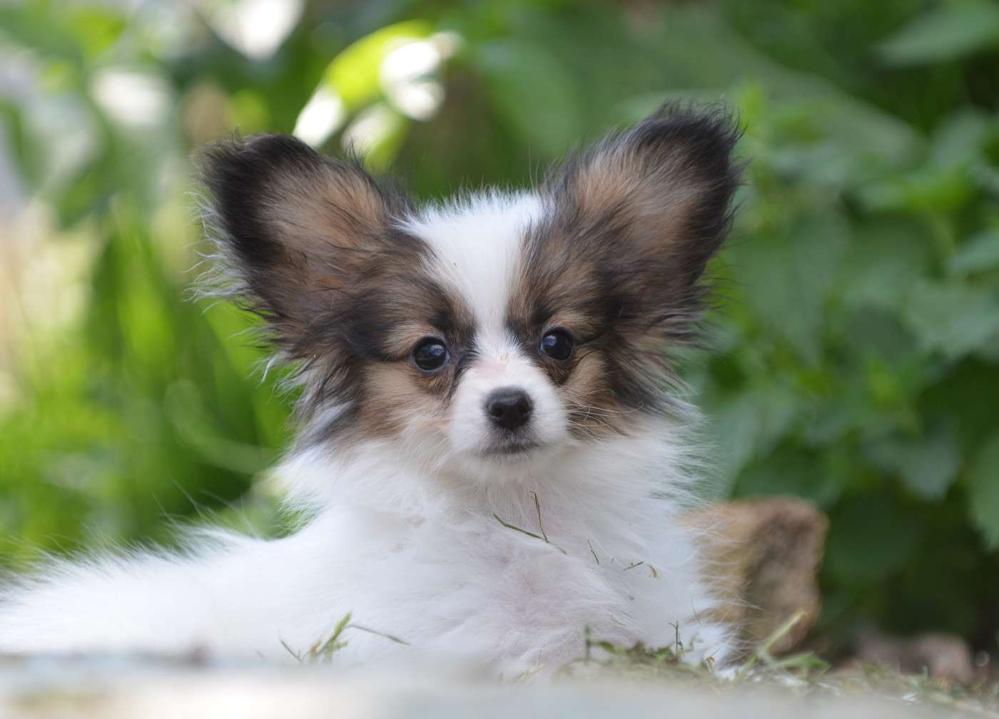 Opal Aussie - Chiots disponibles - Epagneul nain Continental (Papillon)