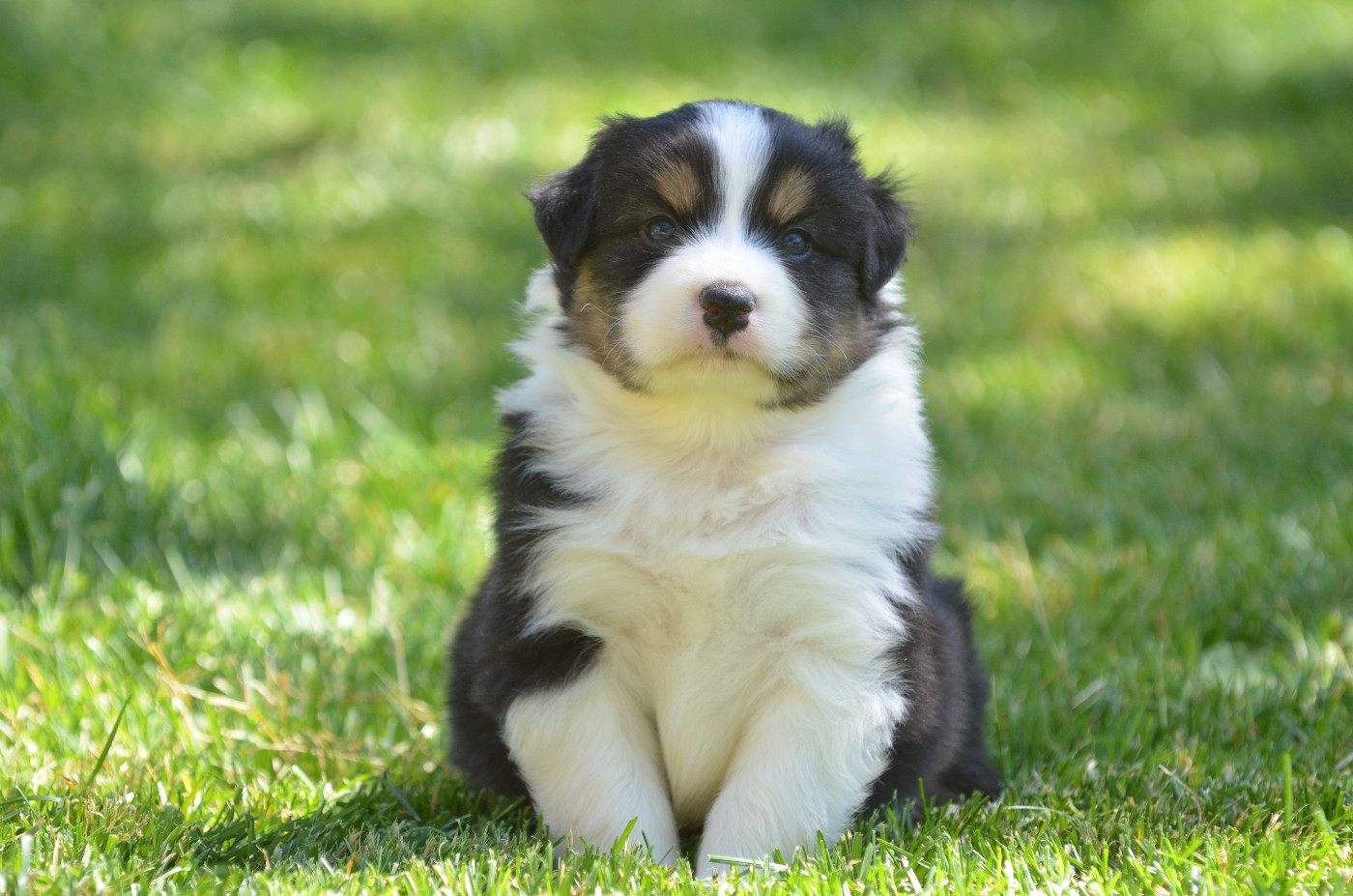 Opal Aussie - Chiots disponibles - Berger Australien