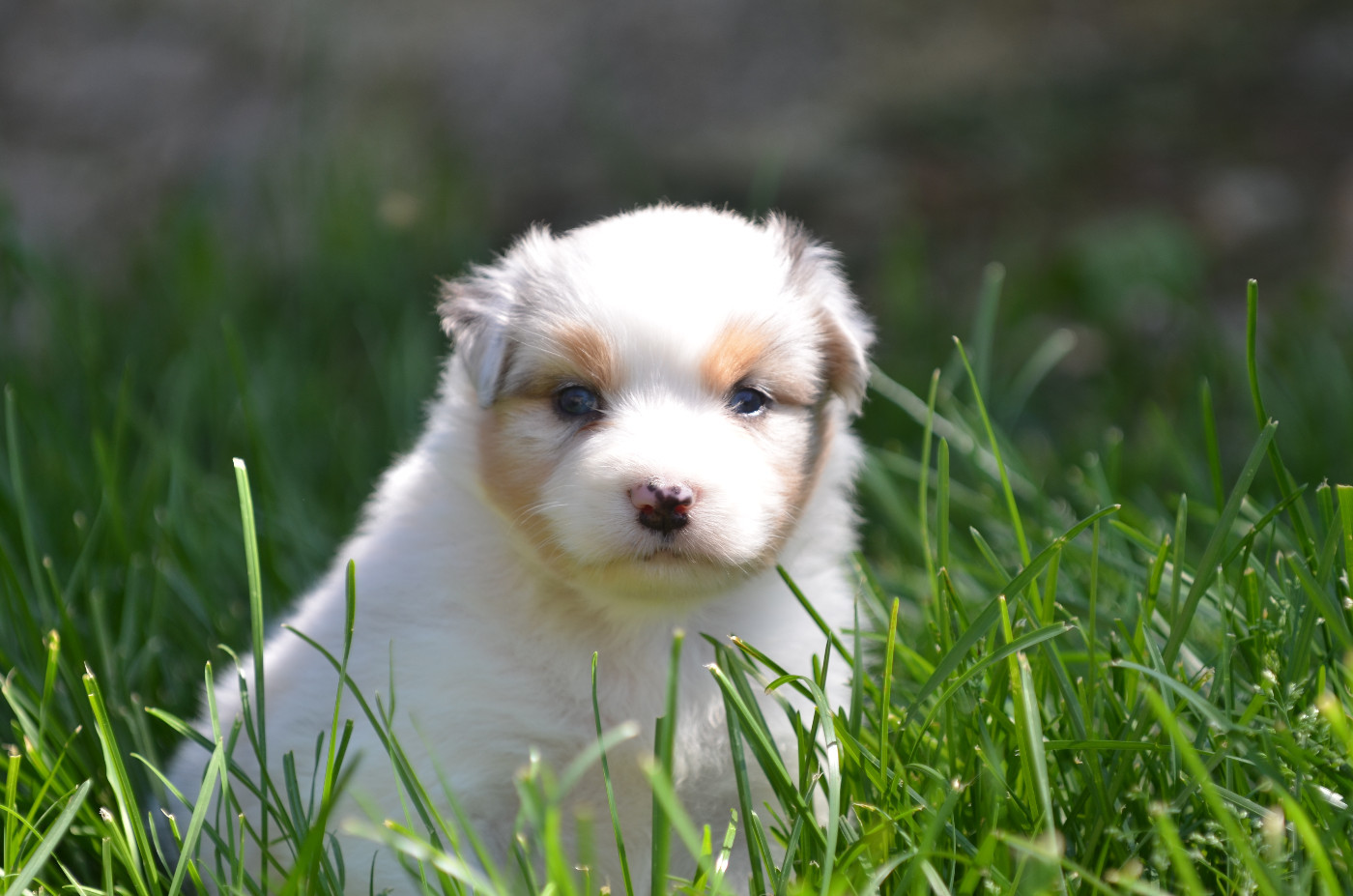 Opal Aussie - Chiots disponibles - Berger Australien