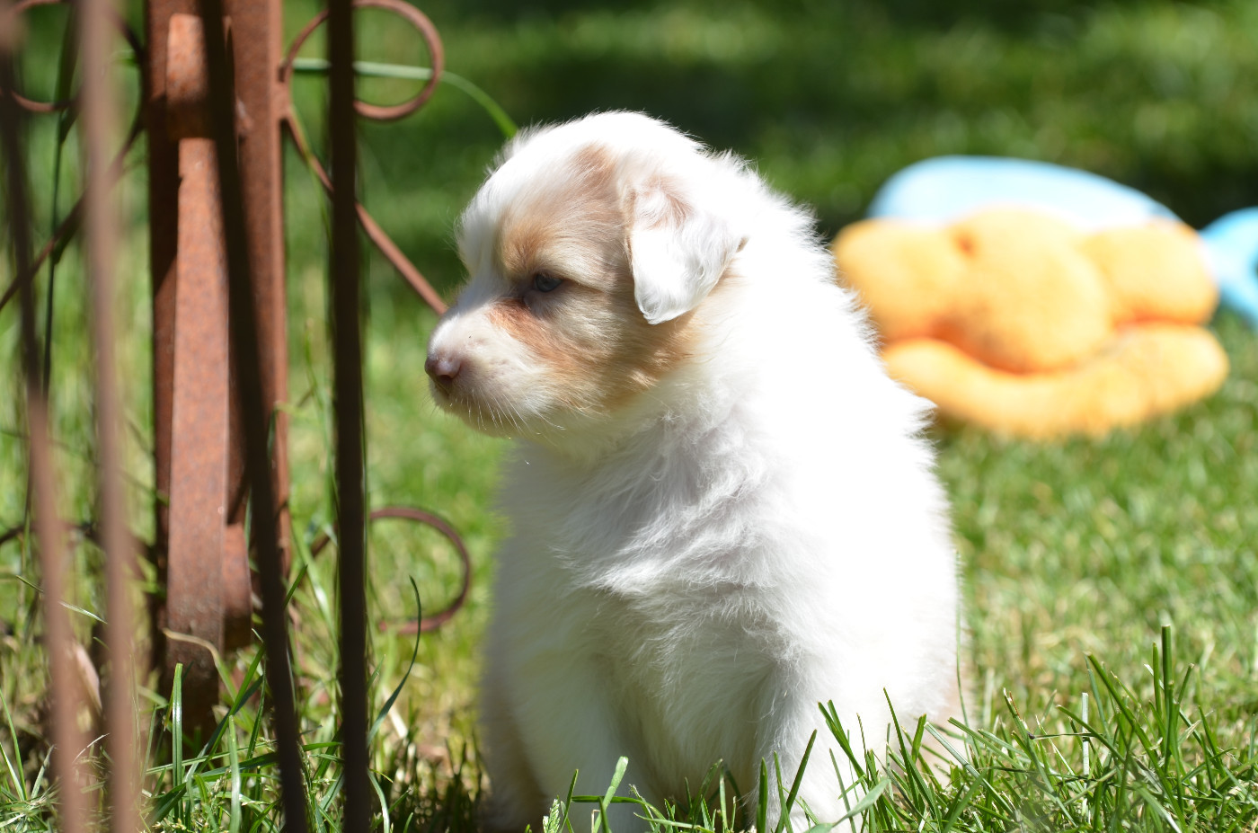 Opal Aussie - Chiots disponibles - Berger Australien