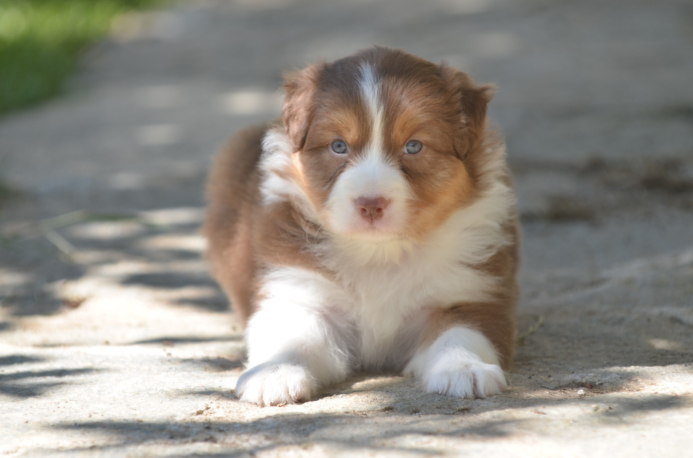 Opal Aussie - Chiots disponibles - Berger Australien