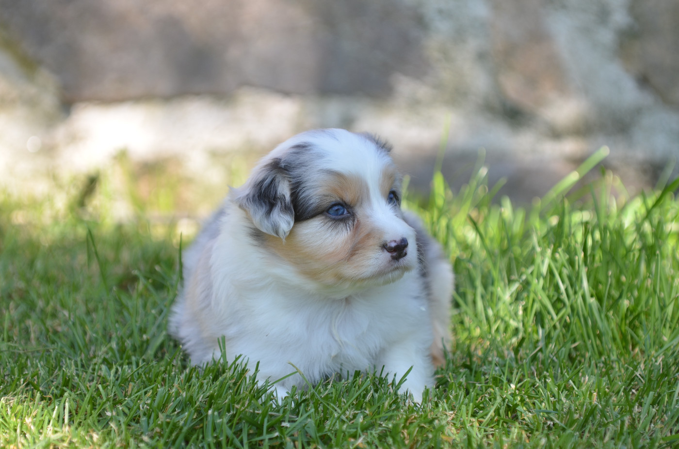 Opal Aussie - Chiots disponibles - Berger Australien