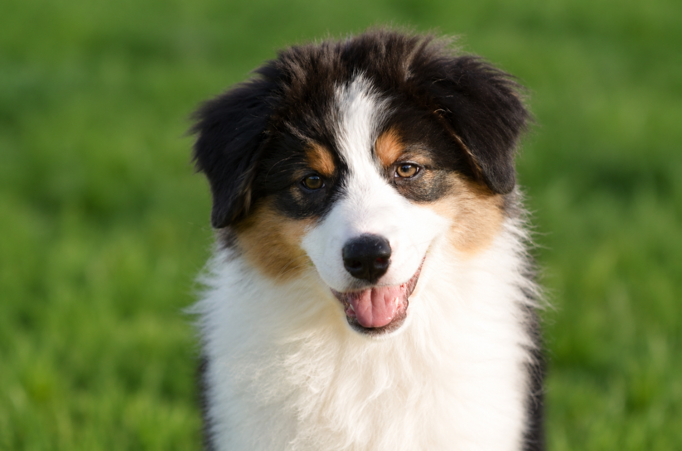 Opal Aussie - Chiots disponibles - Berger Australien