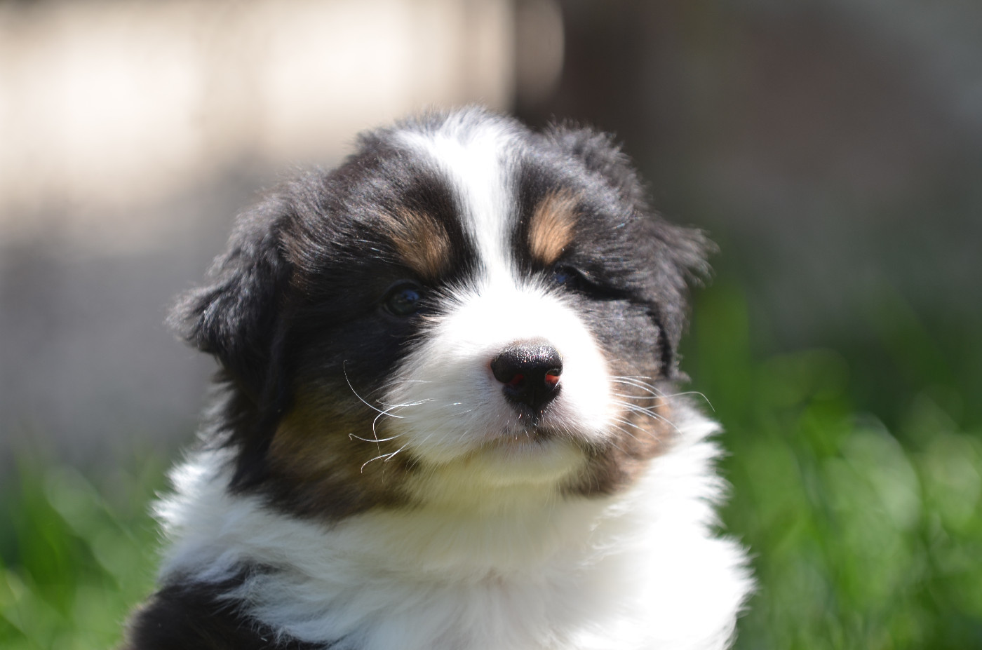 Opal Aussie - Chiots disponibles - Berger Australien