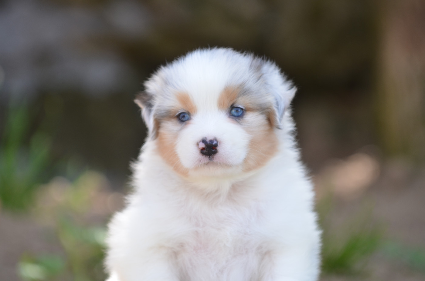 Opal Aussie - Chiots disponibles - Berger Australien