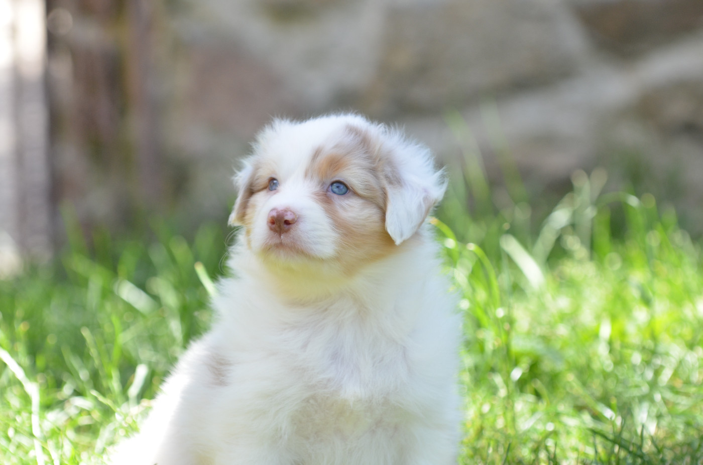 Opal Aussie - Chiots disponibles - Berger Australien