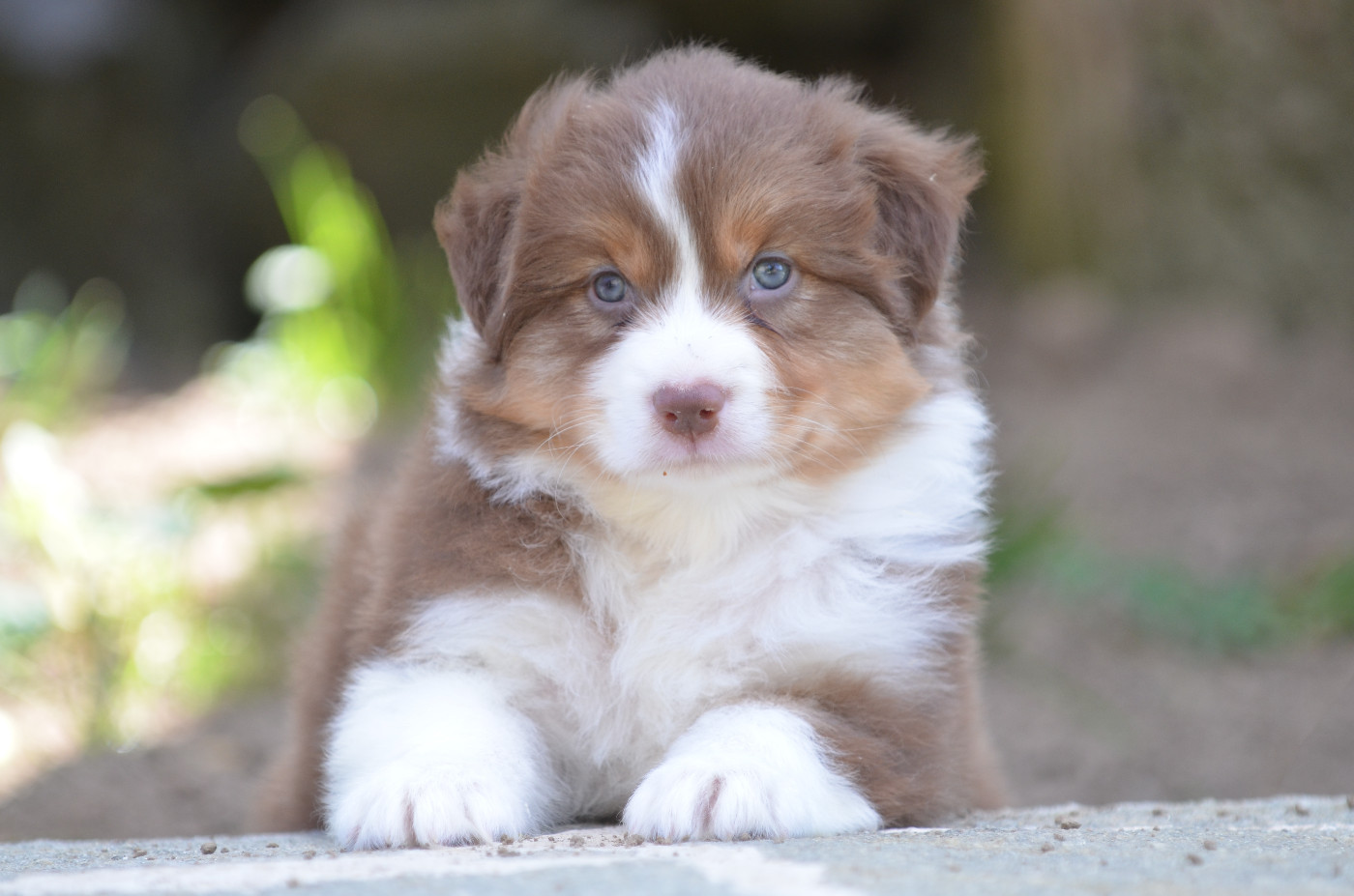 Opal Aussie - Chiots disponibles - Berger Australien