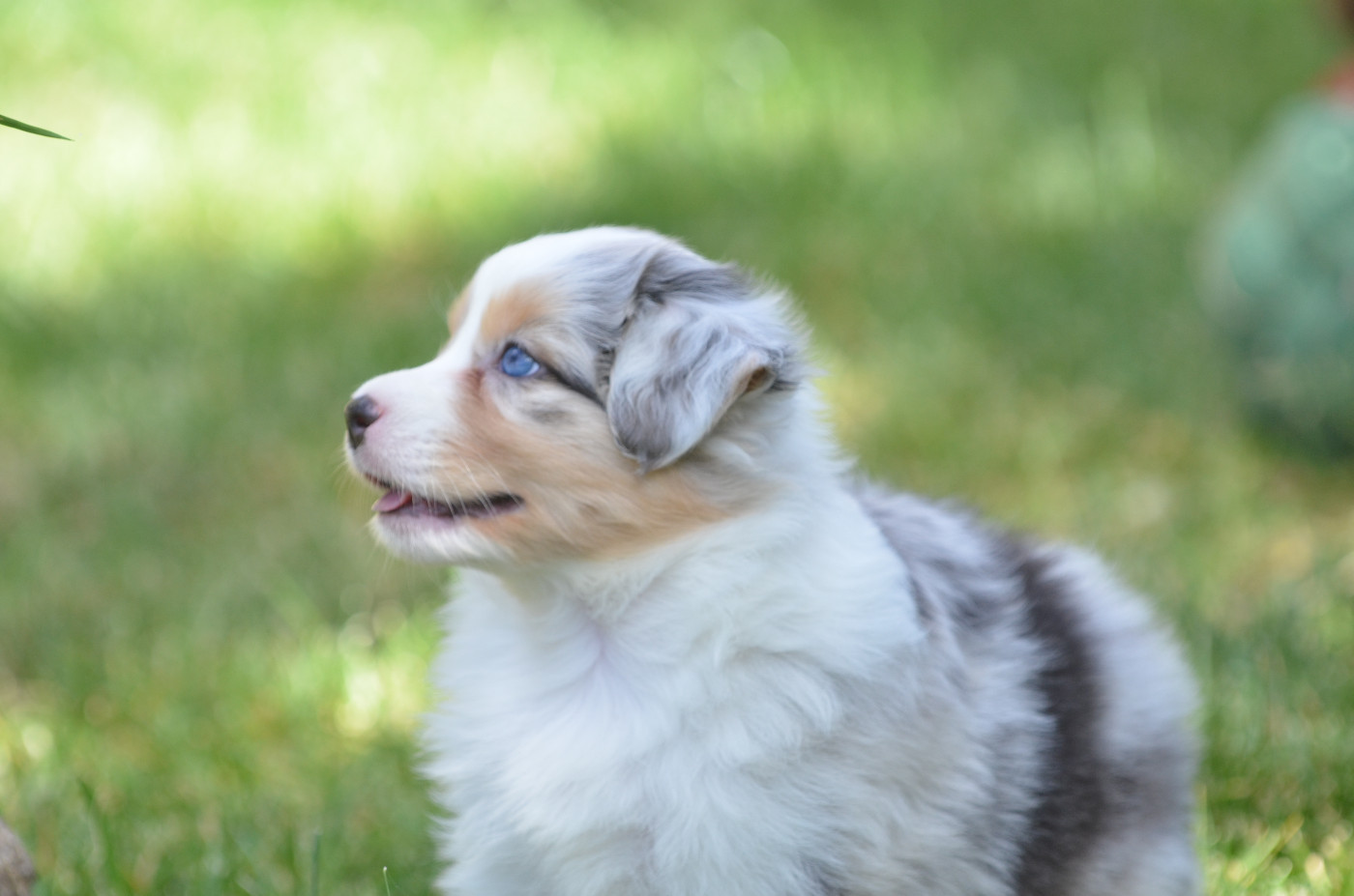 Opal Aussie - Chiots disponibles - Berger Australien