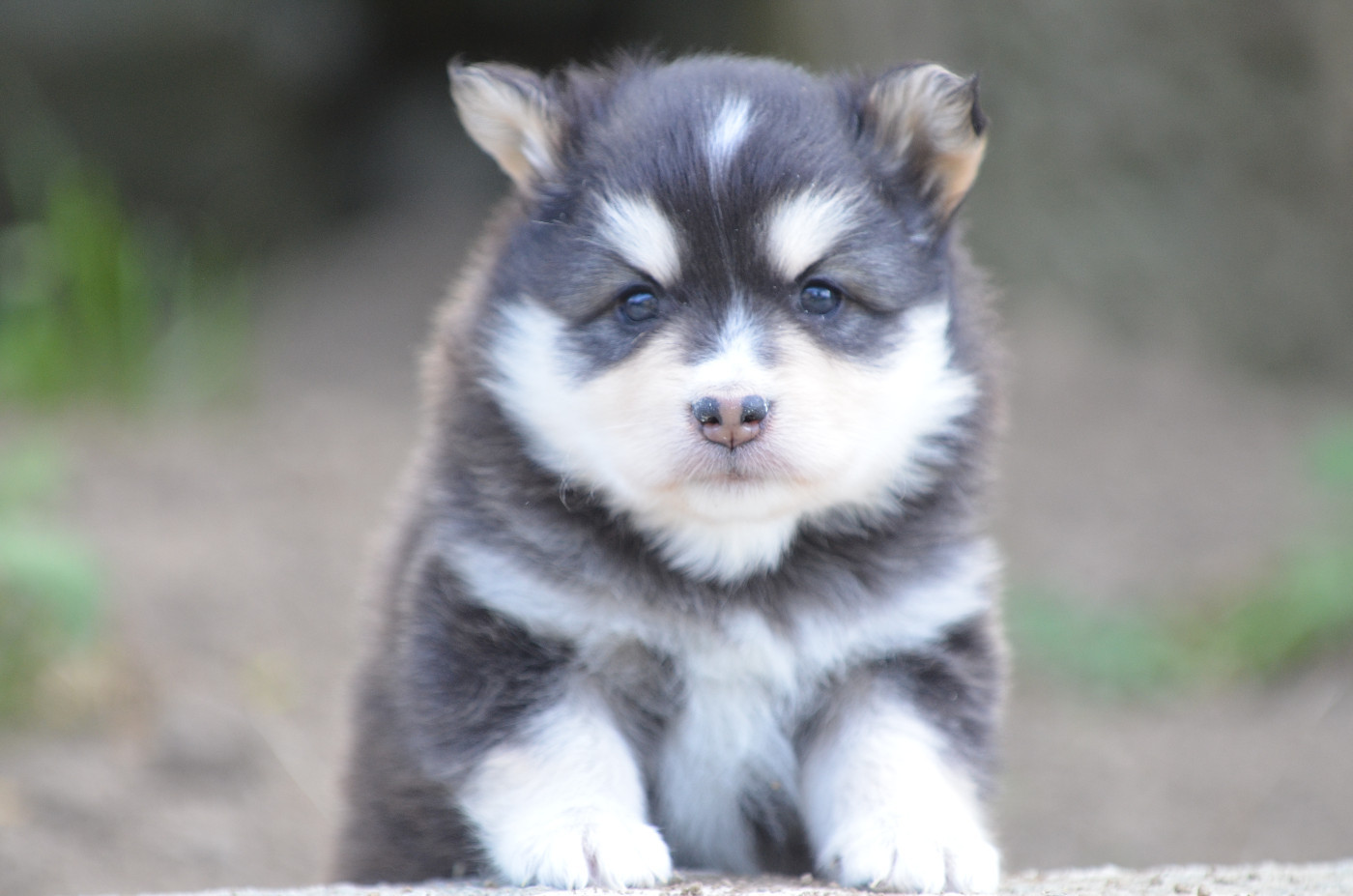 Opal Aussie - Chiots disponibles - Chien finnois de Laponie