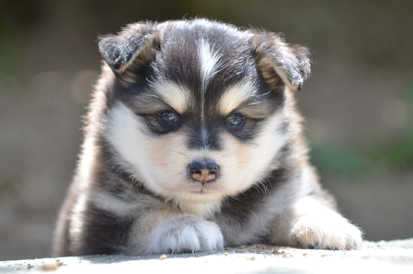 Opal Aussie - Chiots disponibles - Chien finnois de Laponie