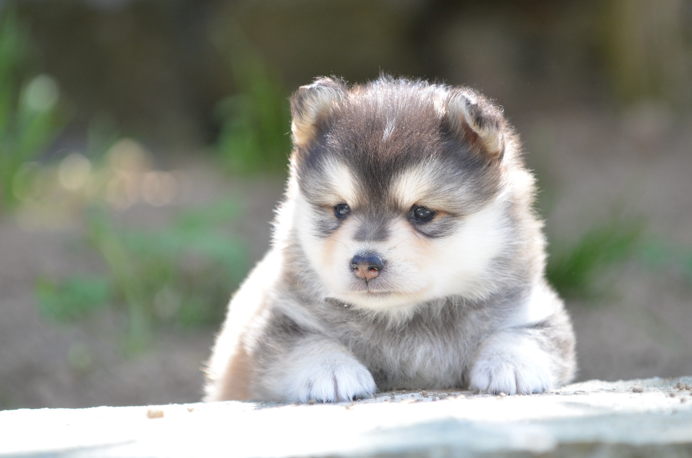 Opal Aussie - Chiots disponibles - Chien finnois de Laponie
