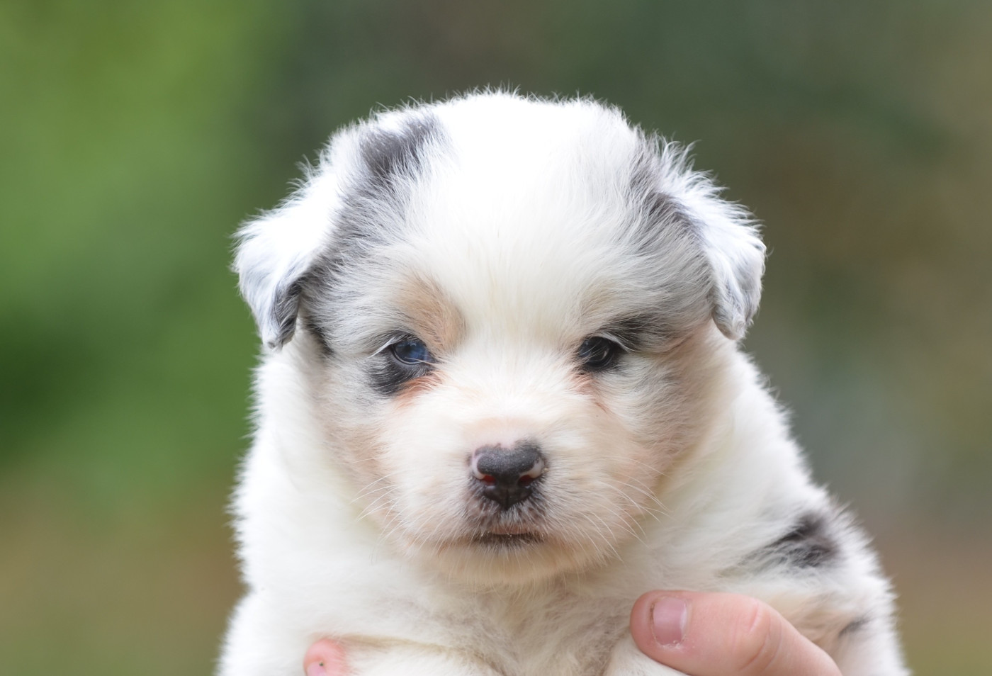 Opal Aussie - Berger Australien - Portée née le 06/06/2026