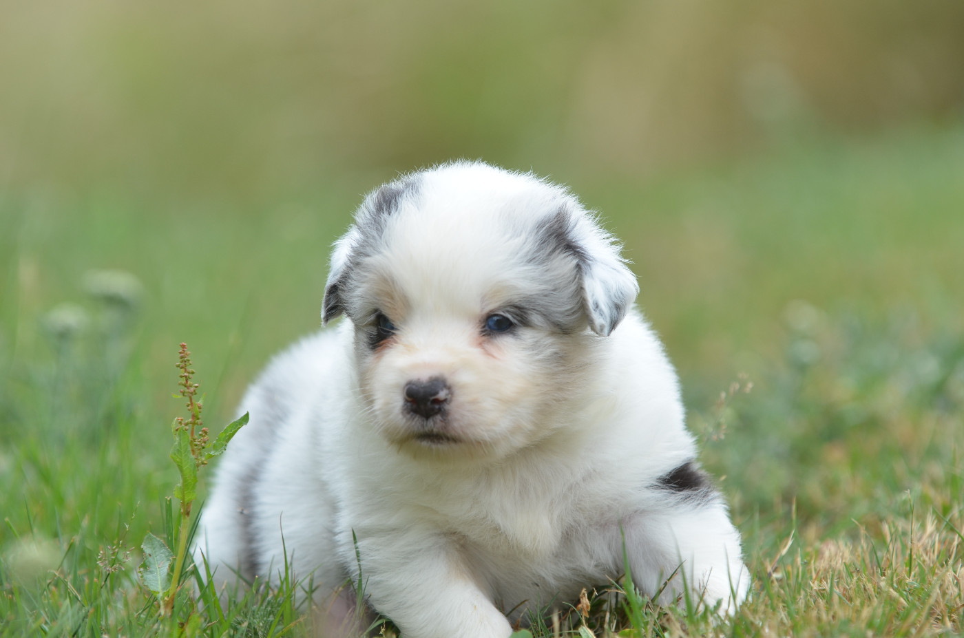 Opal Aussie - Chiots disponibles - Berger Australien