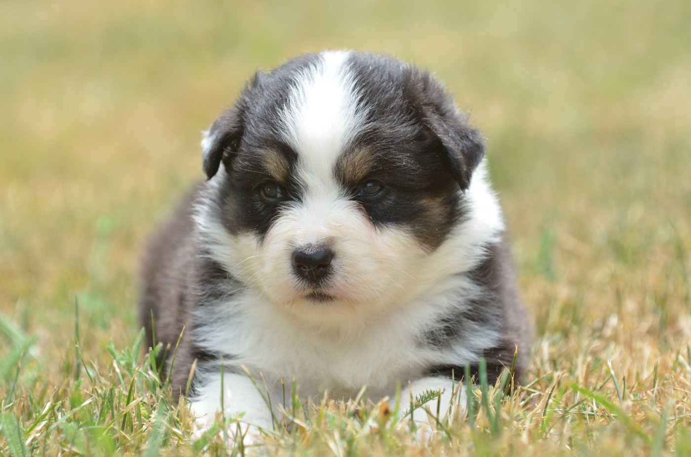 Opal Aussie - Chiots disponibles - Berger Australien