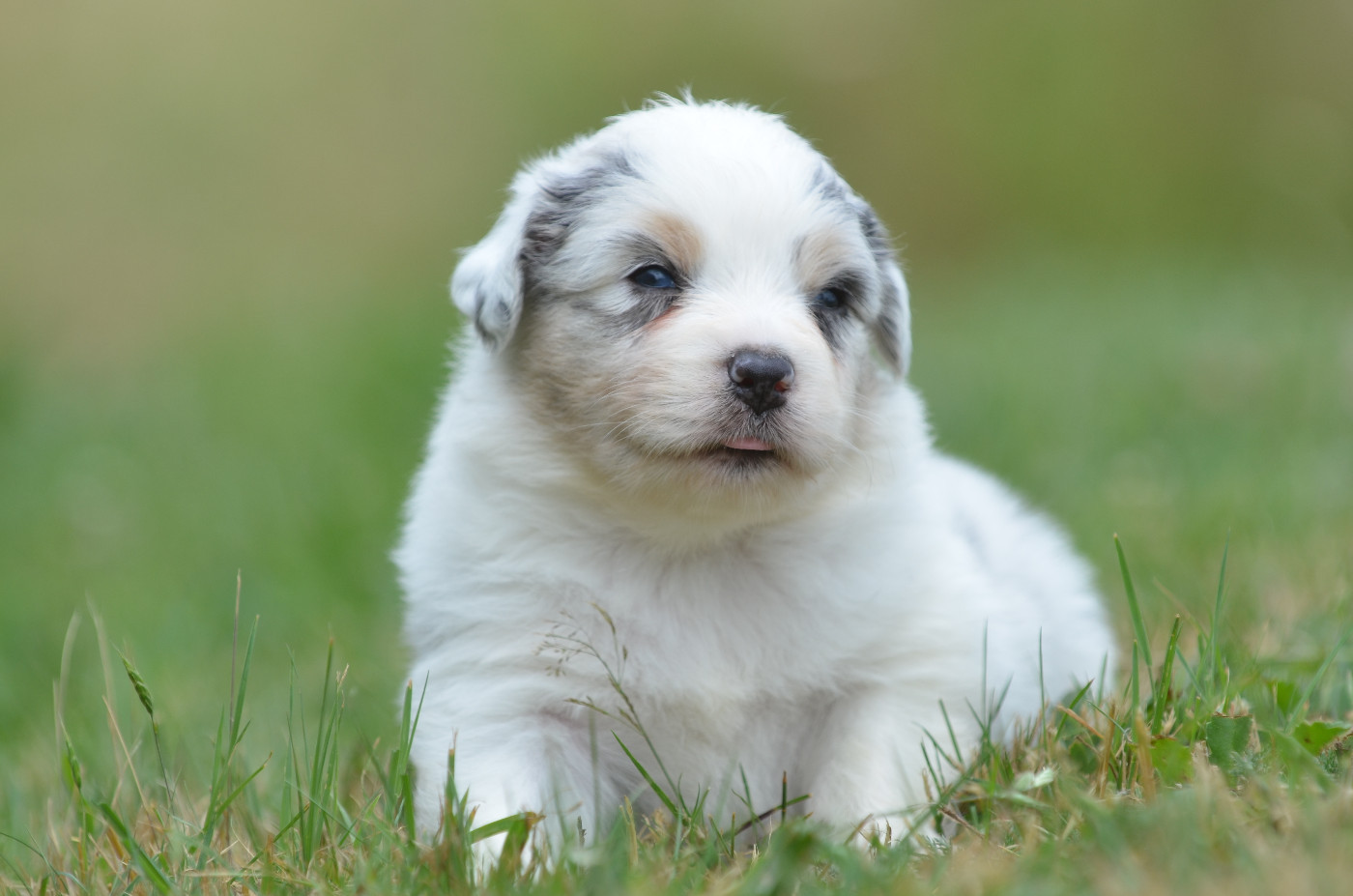 Opal Aussie - Chiots disponibles - Berger Australien