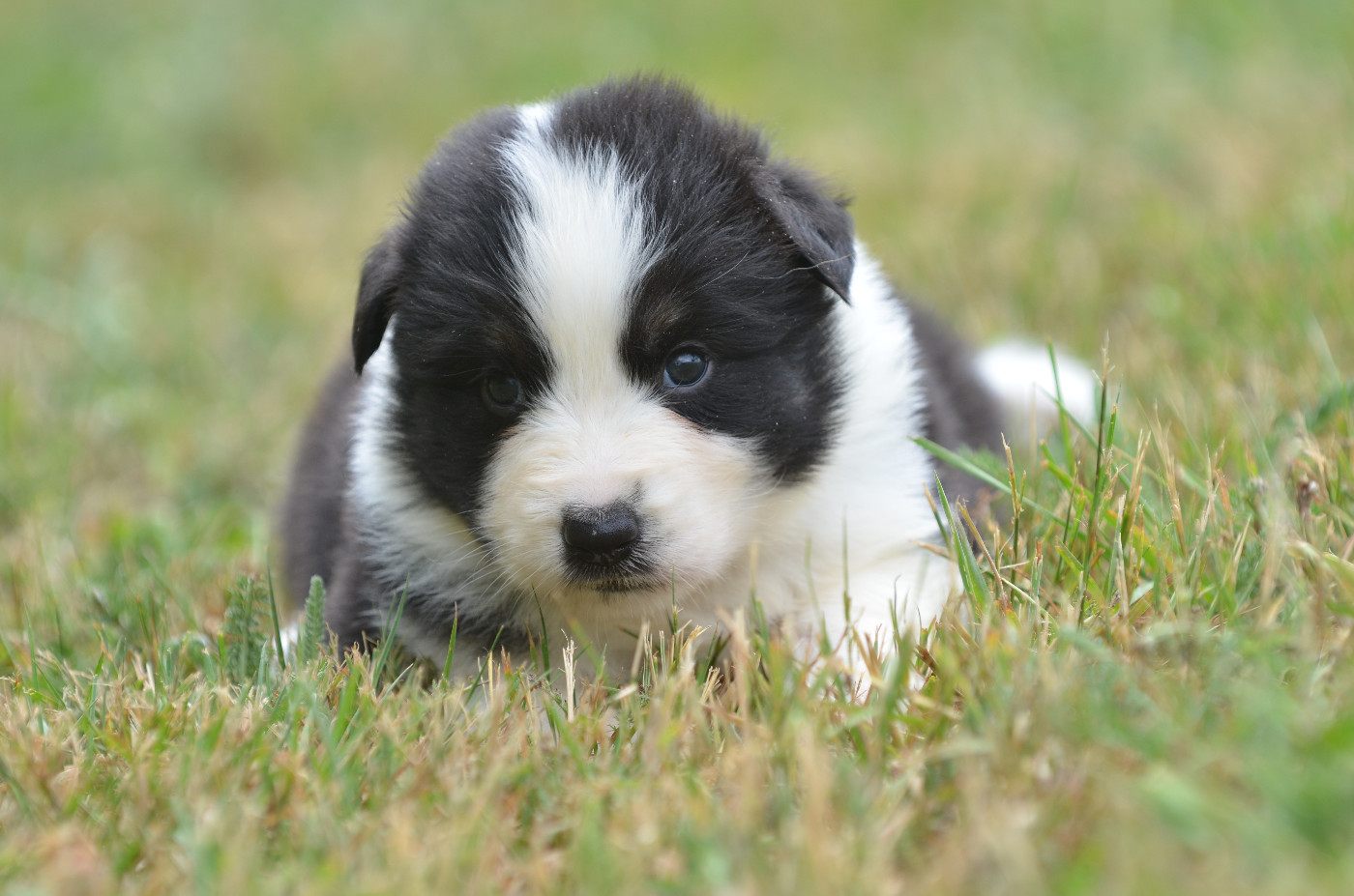 Opal Aussie - Chiots disponibles - Berger Australien