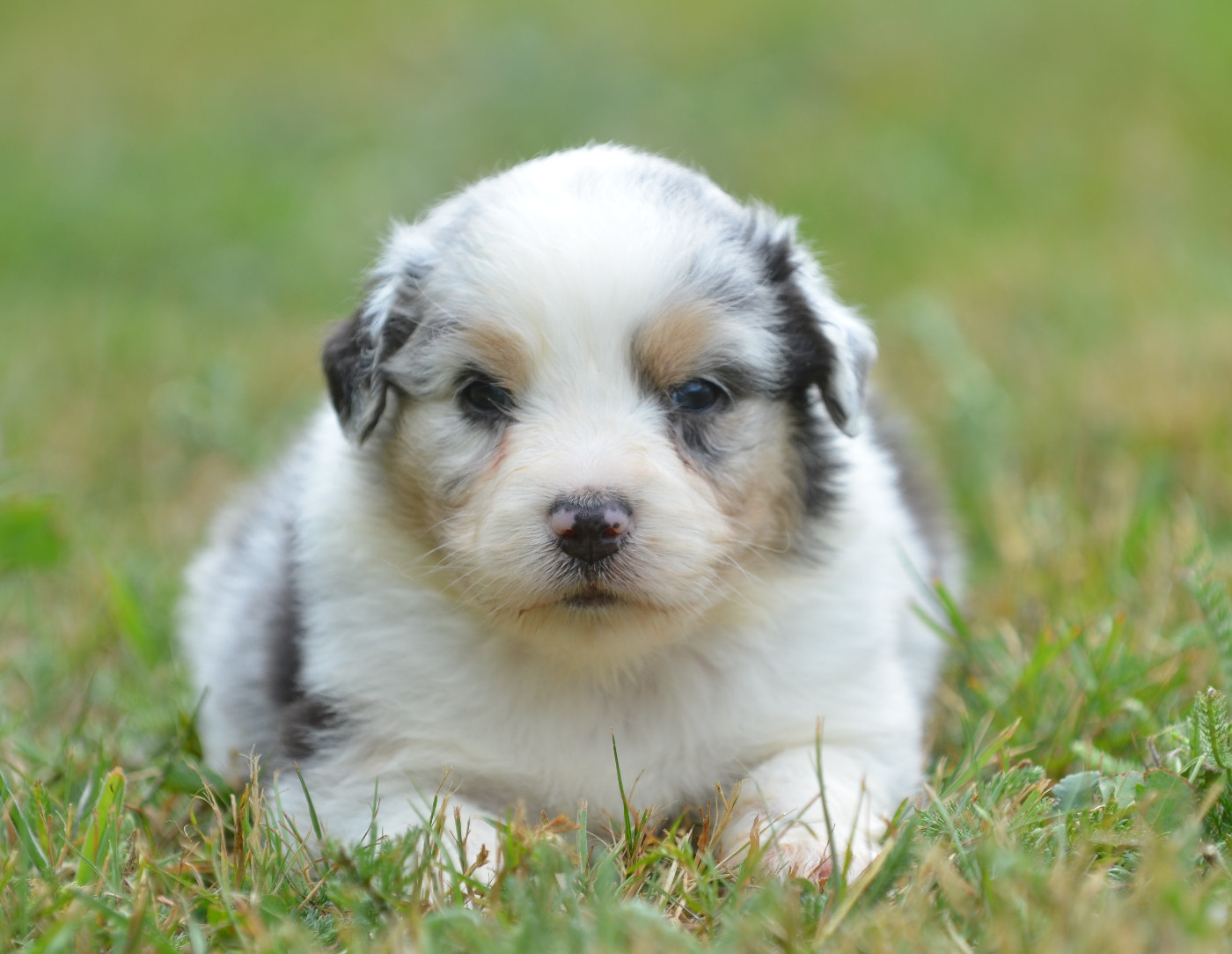 Opal Aussie - Chiots disponibles - Berger Australien