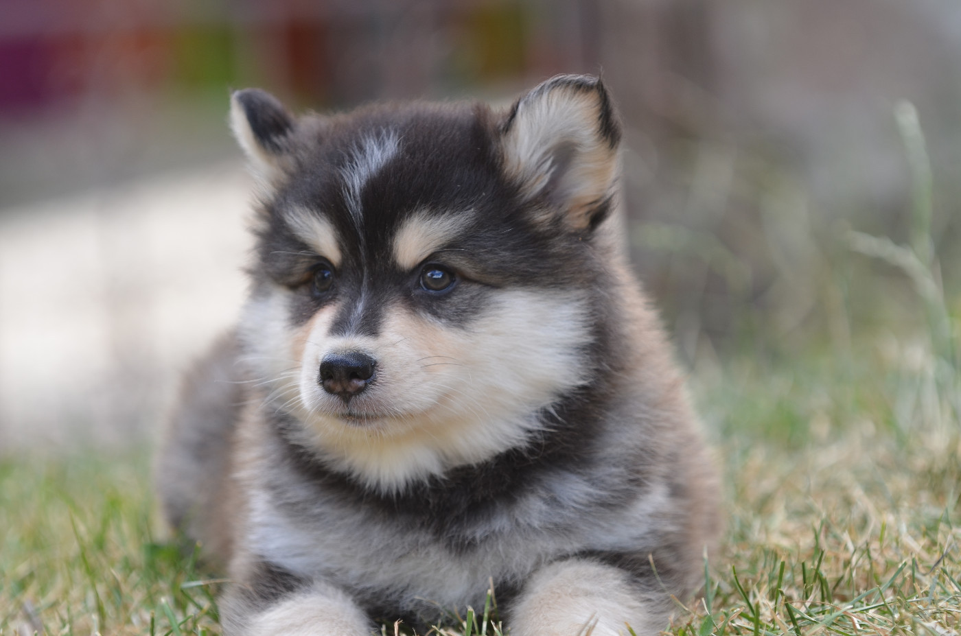 Opal Aussie - Chiots disponibles - Chien finnois de Laponie