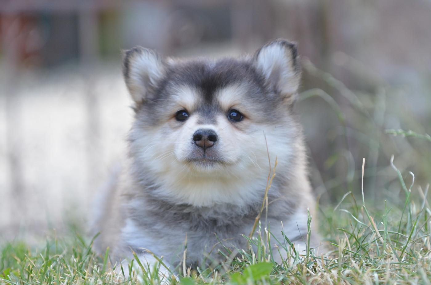 Opal Aussie - Chiots disponibles - Chien finnois de Laponie