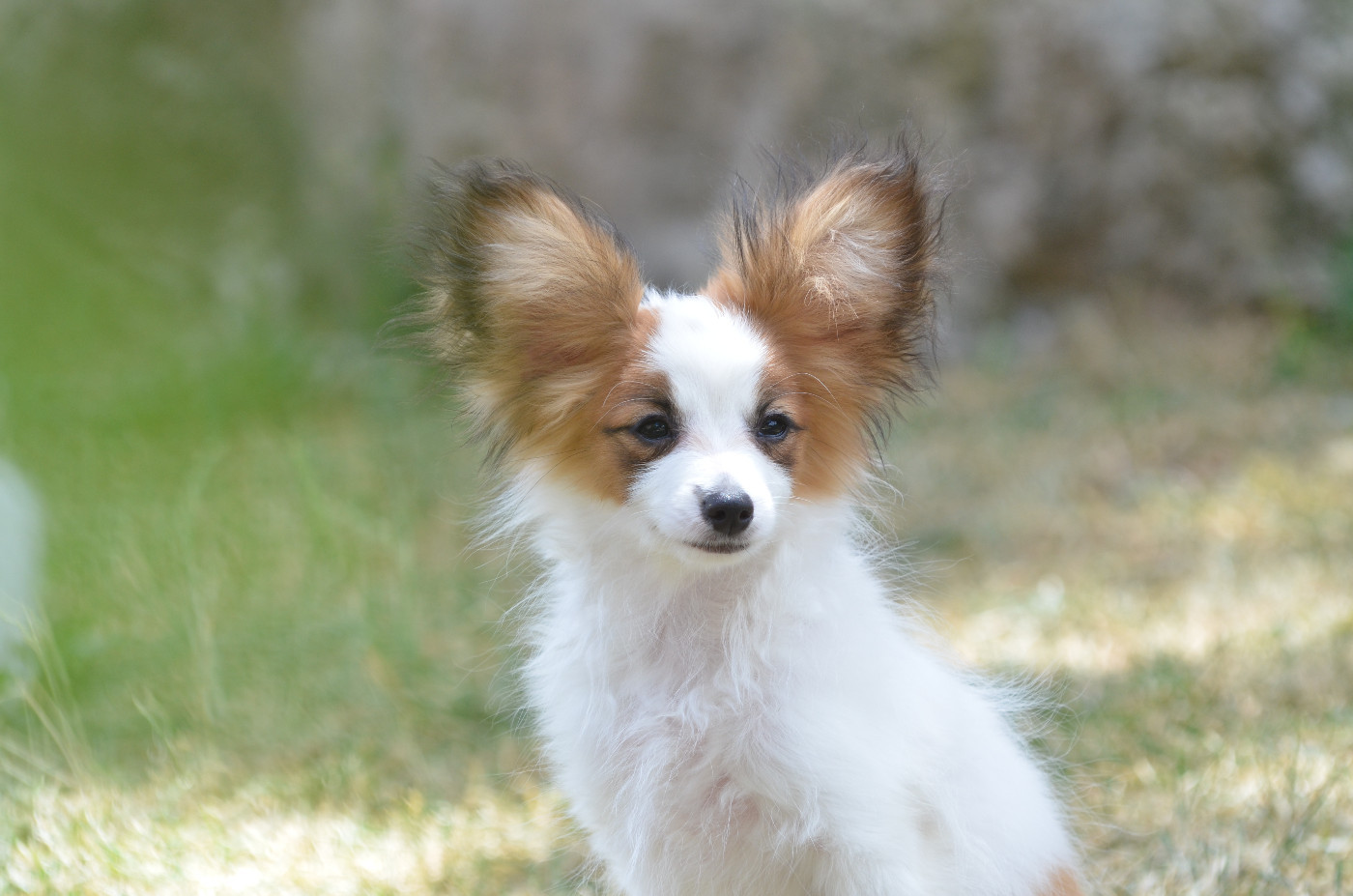 Opal Aussie - Chiots disponibles - Epagneul nain Continental (Papillon)