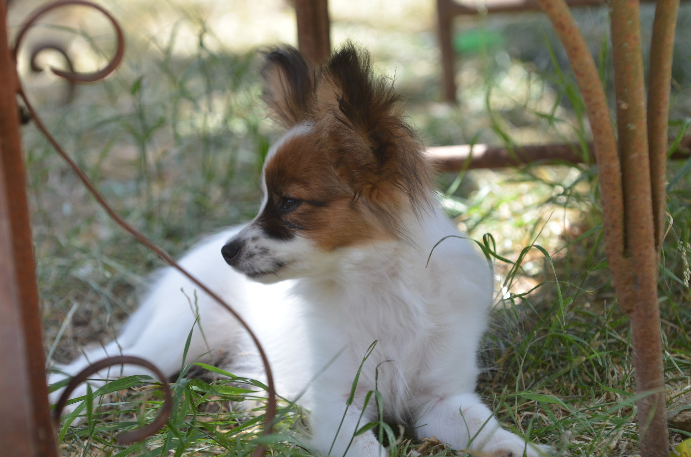 Opal Aussie - Chiots disponibles - Epagneul nain Continental (Papillon)