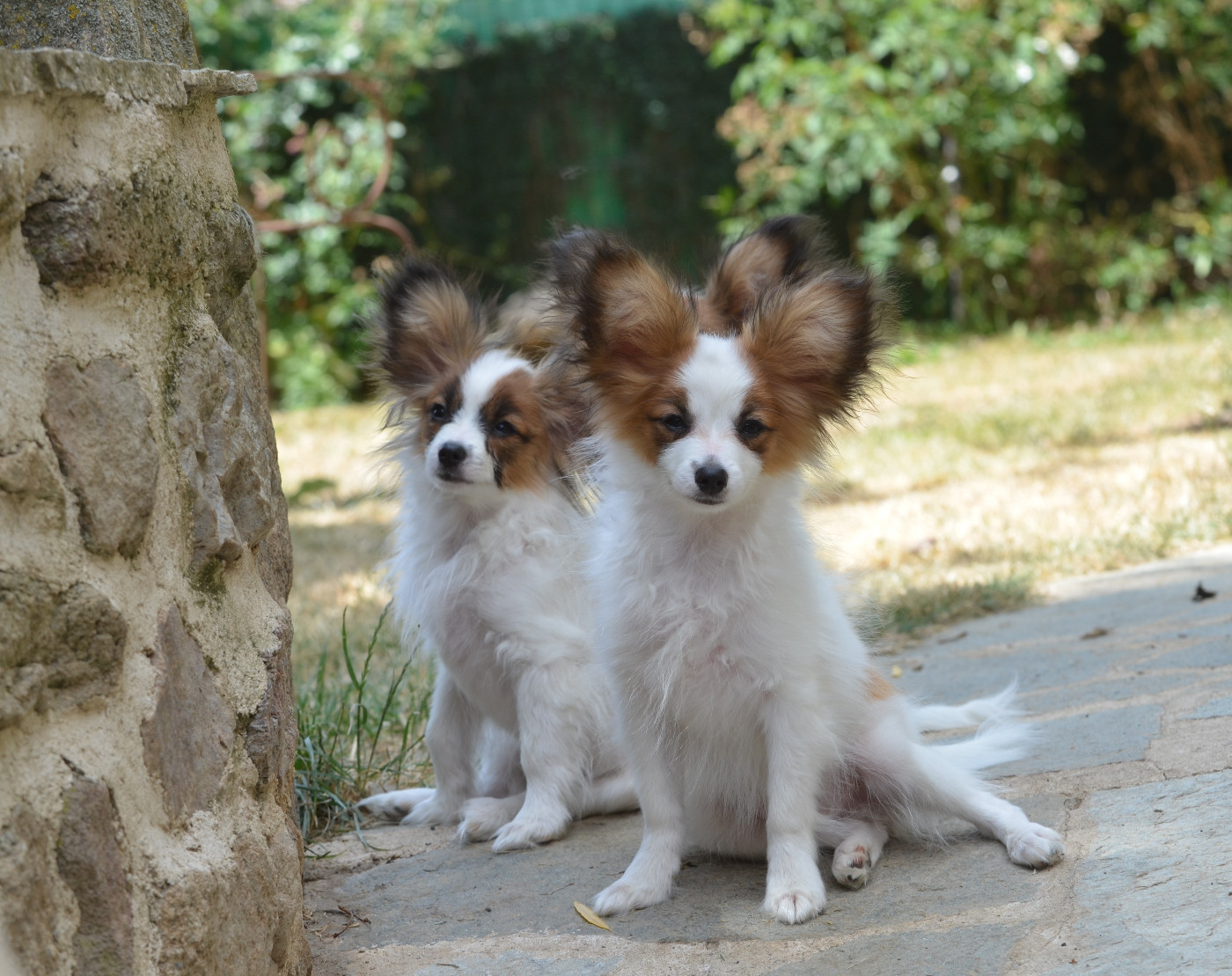 Chiot Epagneul nain Continental (Papillon) Opal Aussie