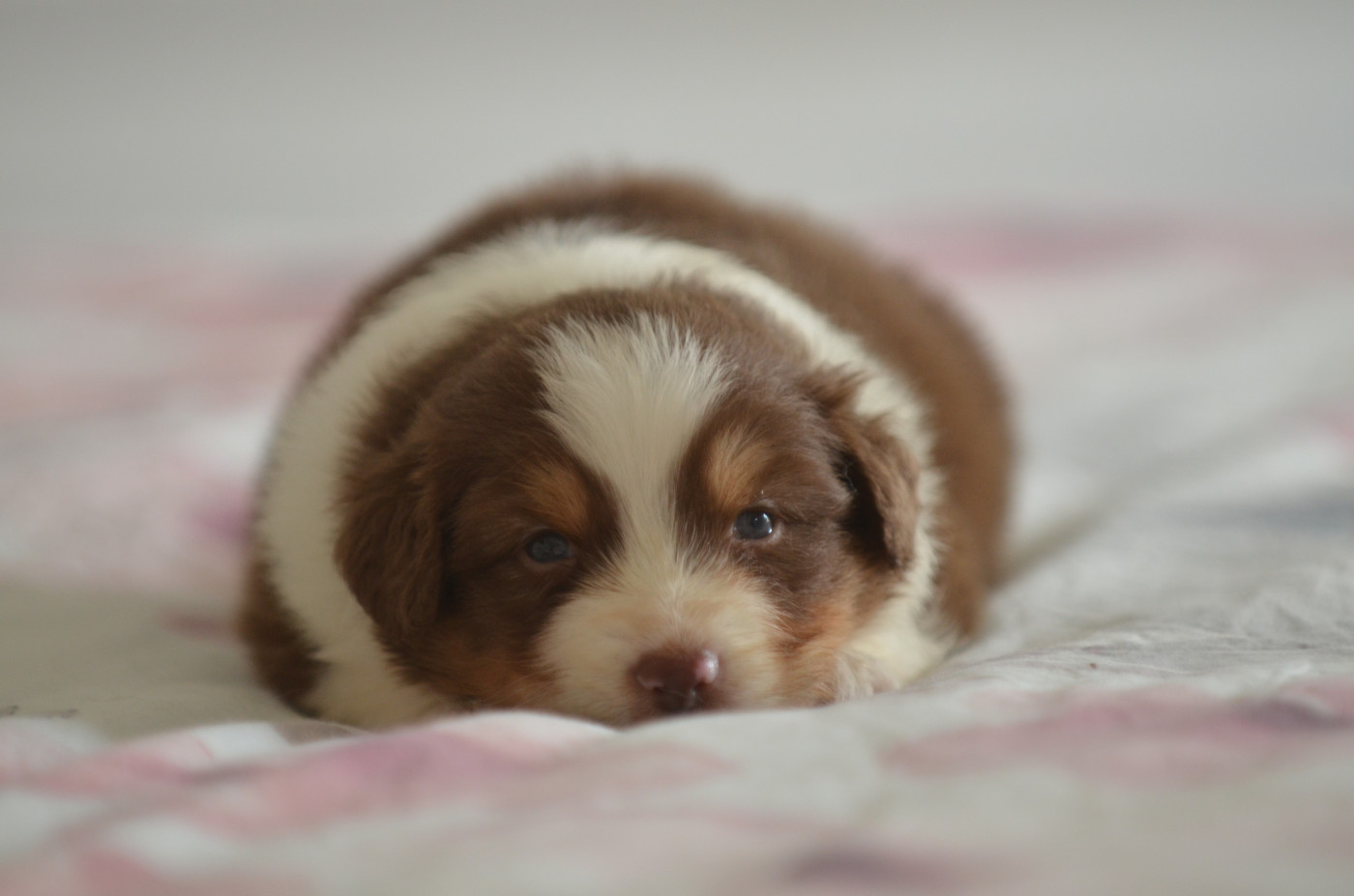 Chiot Berger Australien Opal Aussie