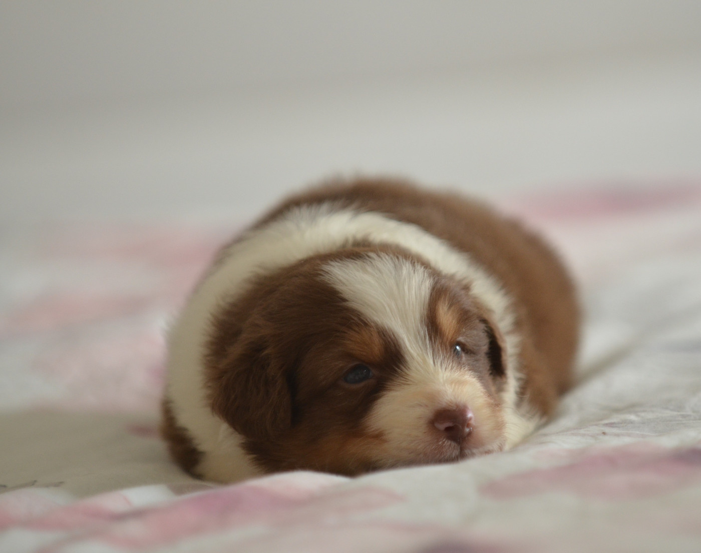 Opal Aussie - Chiots disponibles - Berger Australien