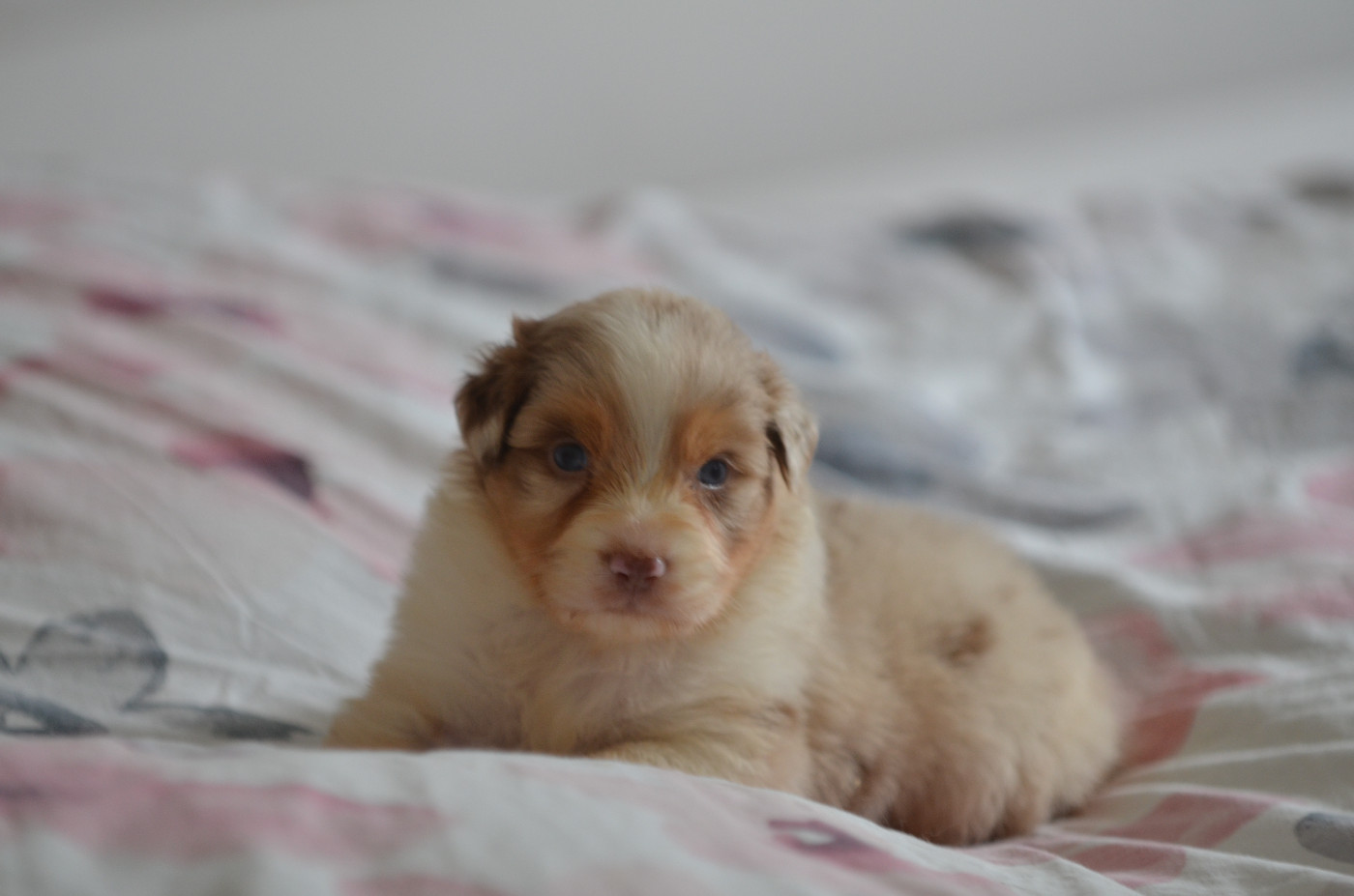 Opal Aussie - Chiots disponibles - Berger Australien