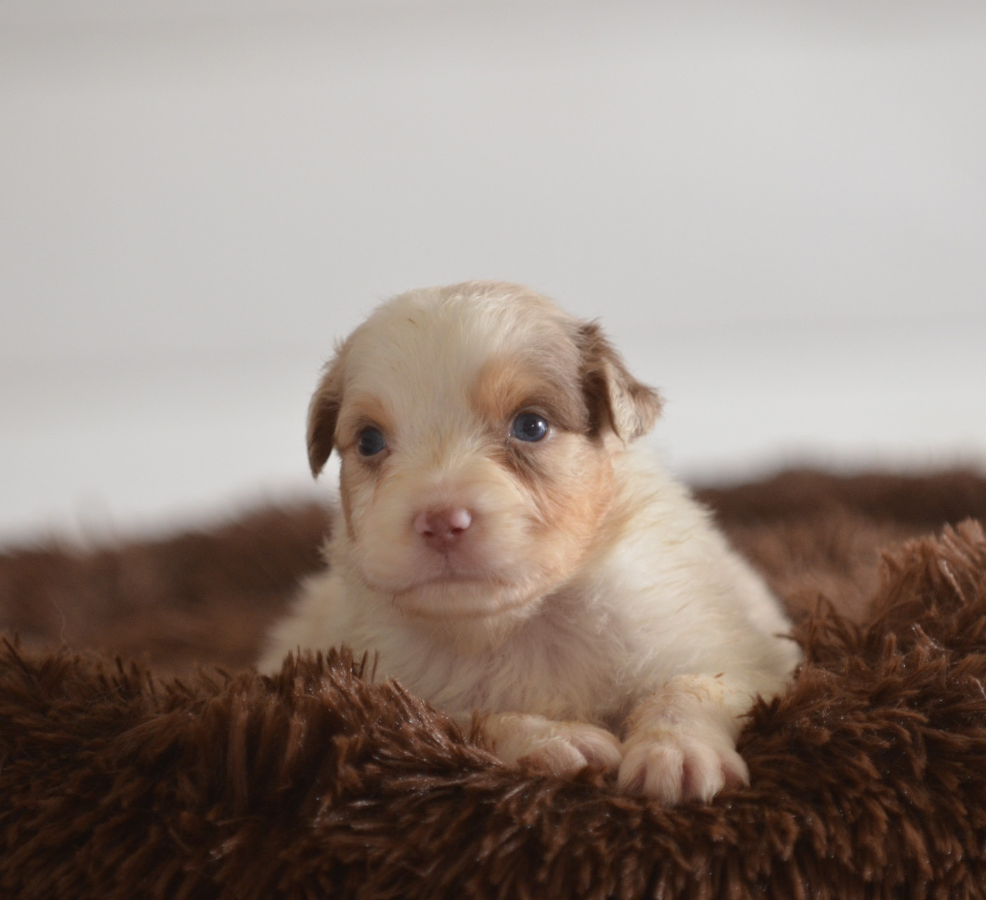 Opal Aussie - Chiots disponibles - Berger Australien