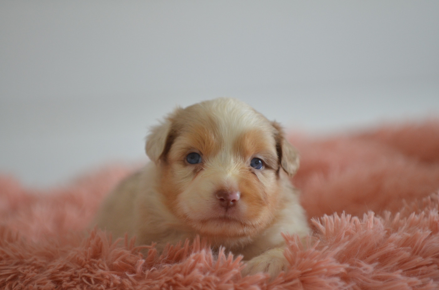 Opal Aussie - Chiots disponibles - Berger Australien