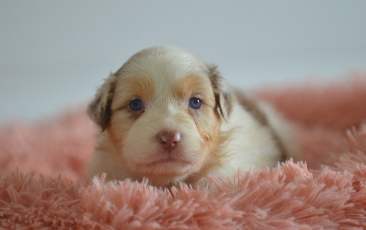 Opal Aussie - Chiots disponibles - Berger Australien