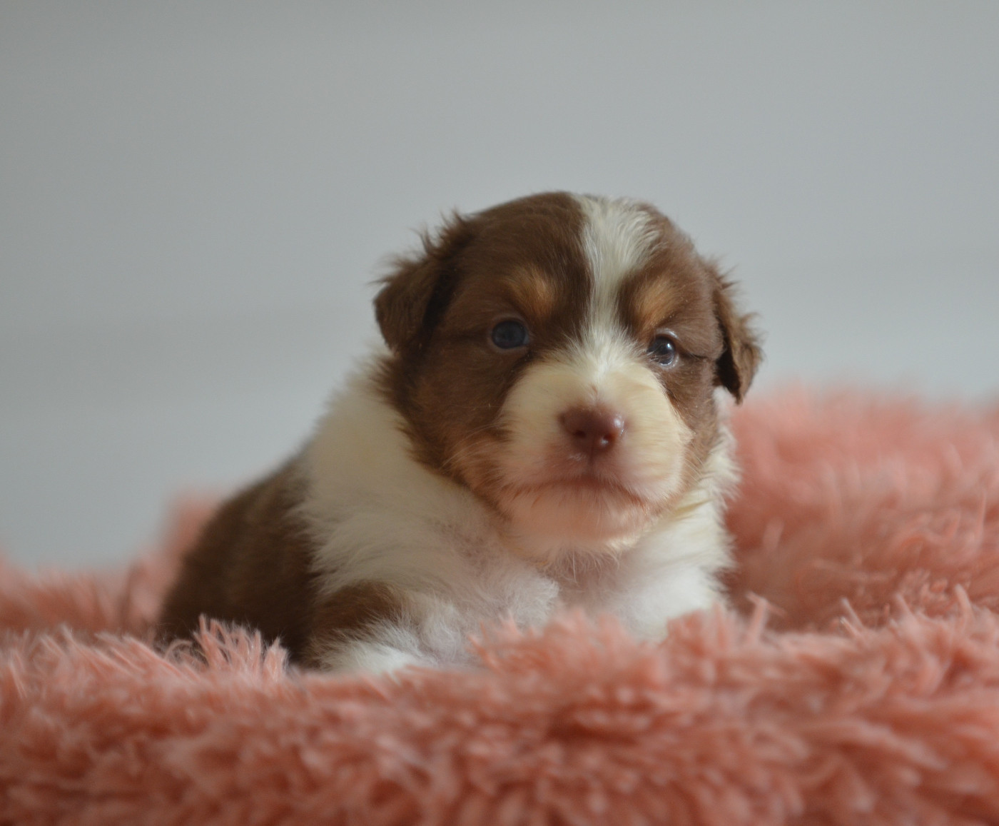 Opal Aussie - Chiots disponibles - Berger Australien