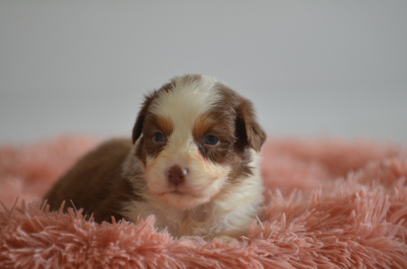 Opal Aussie - Chiots disponibles - Berger Australien
