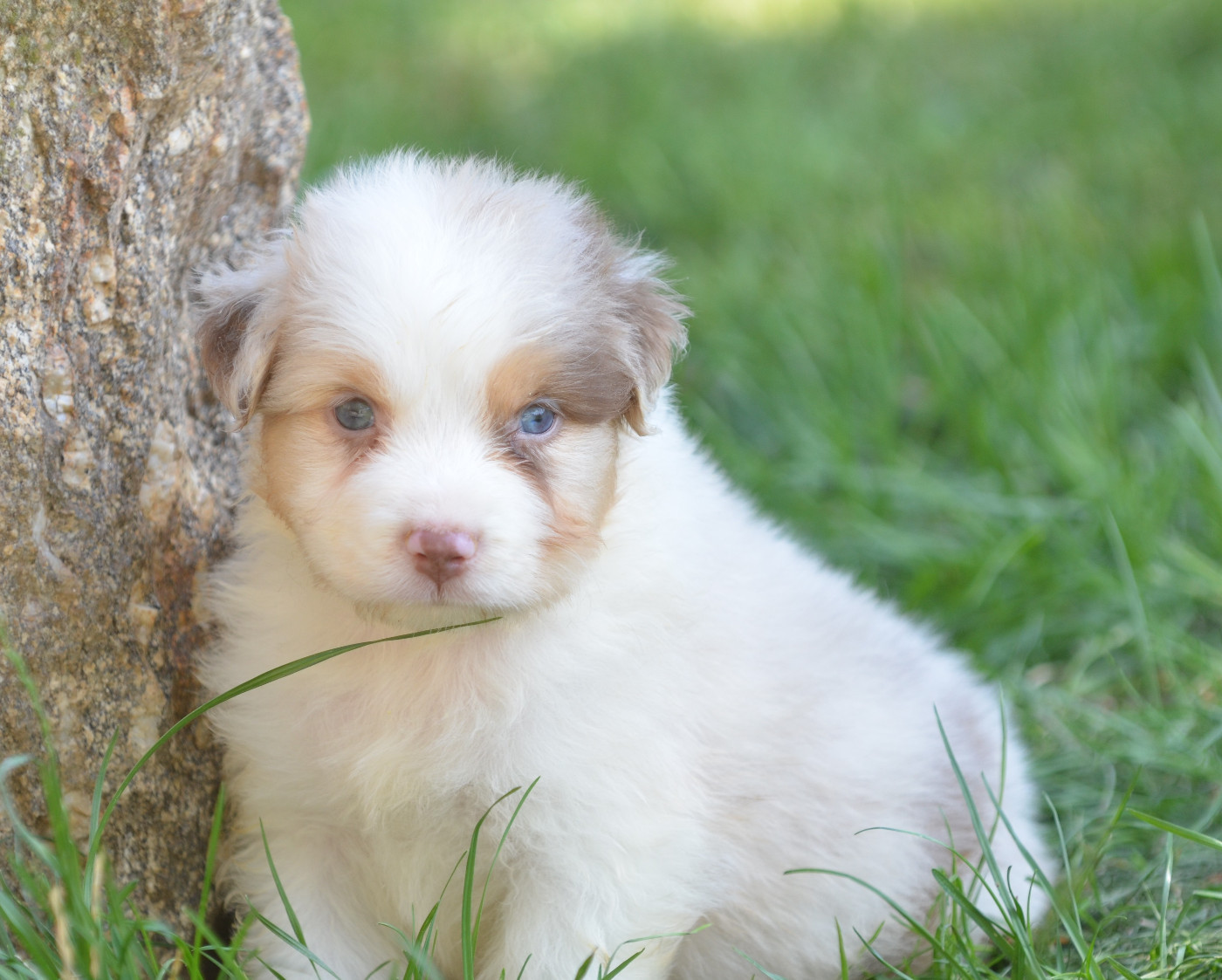 Opal Aussie - Chiots disponibles - Berger Australien